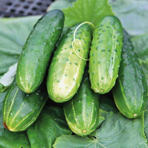 Огурец Хозяюшка F1 Седек изображение 1 артикул 71639