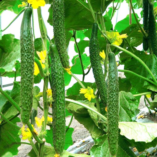 Огурец Изумрудный поток F1, семена артикул фото 1 Огурец Изумрудный поток F1, семена изображение 1 артикул 5930