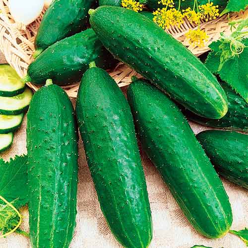 Огурец Калистрат F1 изображение 1 артикул 71840