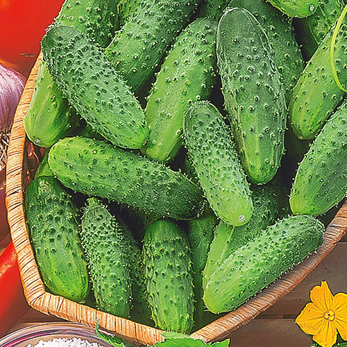 Огурец Капитан Засолкин F1 Premium Seeds изображение 1 артикул 83785