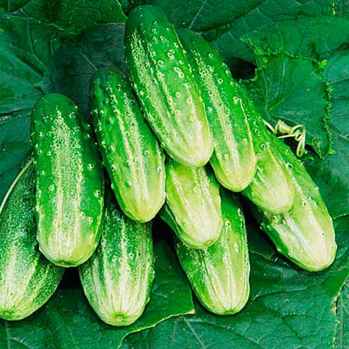Огурец Касатик F1 изображение 1 артикул 71841