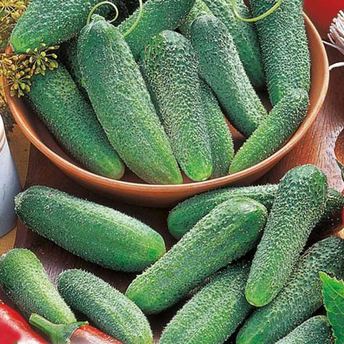 Огурец Клавдия премиум F1 Premium Seeds изображение 1 артикул 83786