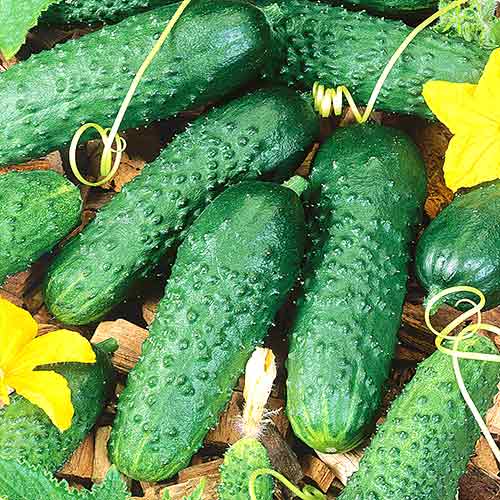 Огурец Весна F1 Седек изображение 1 артикул 65126
