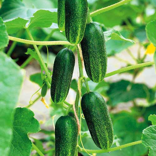 Огурец Красавчик F1 Седек изображение 1 артикул 71631