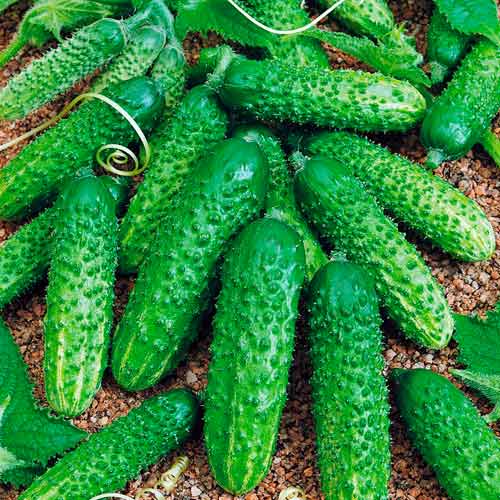 Огурец Крепыш F1 изображение 1 артикул 71842