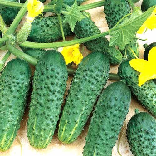 Огурец Крестьянка F1, семена изображение 1 артикул 65380