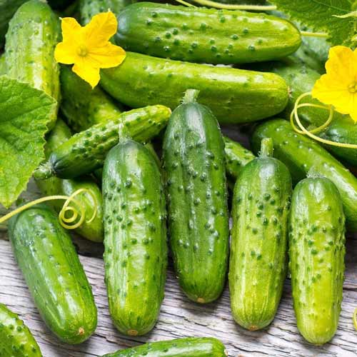 Огурец Кубанец F1 изображение 1 артикул 69798