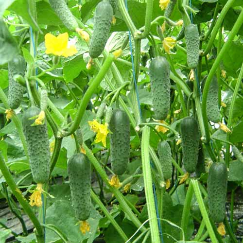 Огурец Куколка F1 изображение 1 артикул 71632