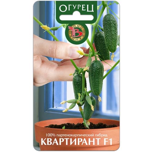 Огурец Квартирант F1 Биотехника изображение 1 артикул 85376