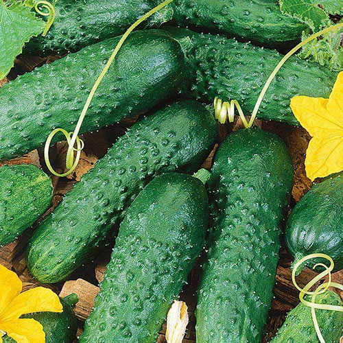 Огурец Ля-Мурр F1 Premium Seeds изображение 1 артикул 83787