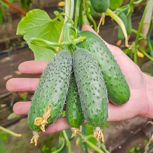 Огурец Мадрилене F1 артикул фото 1 Огурец Мадрилене F1 изображение 1 артикул 81181