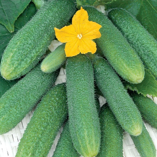 Огурец Мал-Мала-Меньше F1 Premium Seeds изображение 1 артикул 83788