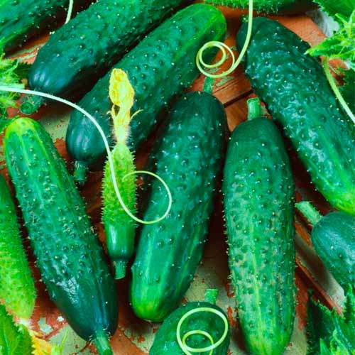 Огурец Манеки F1 артикул фото 1 Огурец Манеки F1 изображение 1 артикул 71843