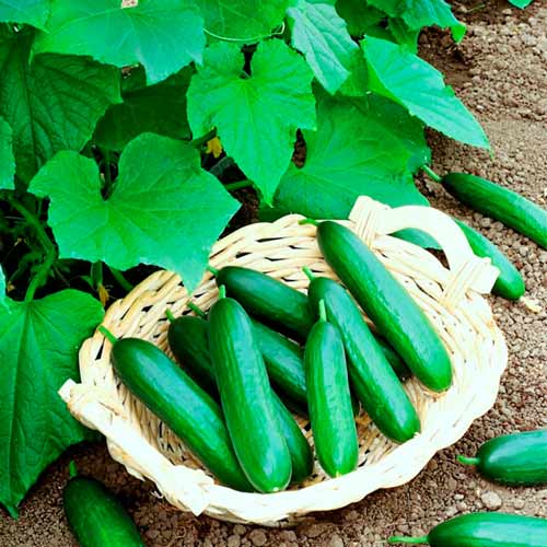 Огурец Марисоль изображение 1 артикул 71844