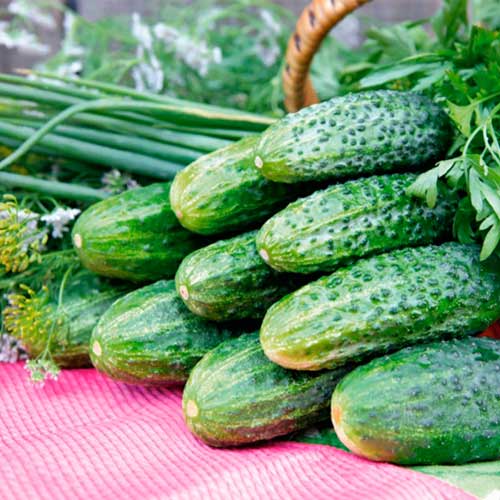 Огурец Нестор F1 изображение 1 артикул 71845