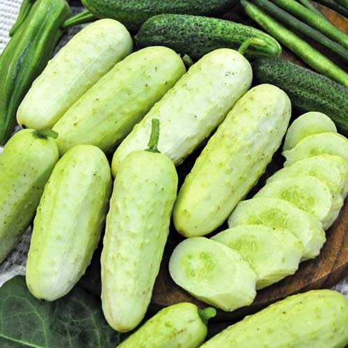 Огурец Невеста F1 изображение 1 артикул 71634