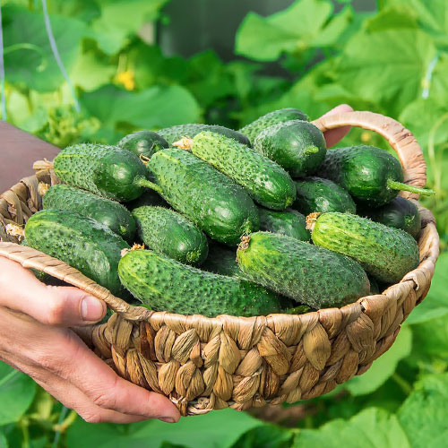 Огурец Огуречный проспект F1 Уральский дачник изображение 1 артикул 83064