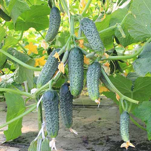 Огурец Патти F1 Седек изображение 1 артикул 71635