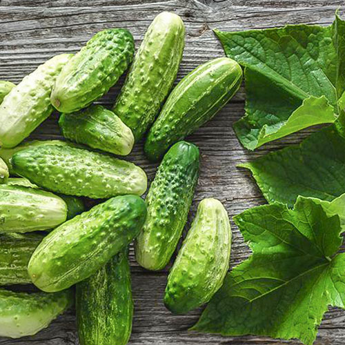 Огурец Первачок F1 Premium Seeds изображение 1 артикул 83792