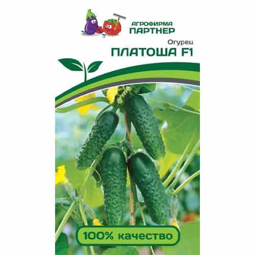 Огурец Платоша F1 Партнер изображение 1 артикул 83113