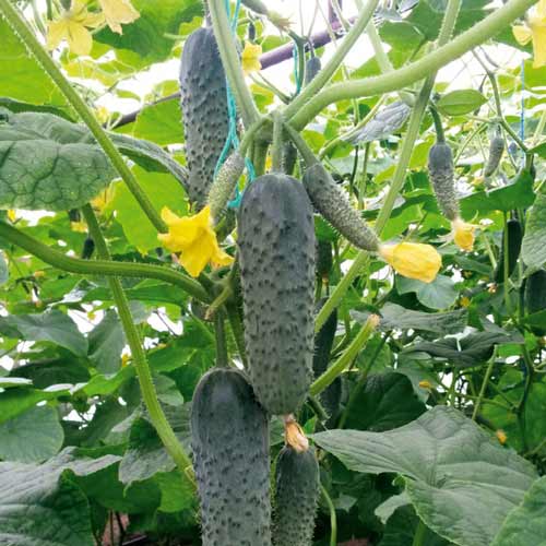 Огурец Платов F1 изображение 1 артикул 69800