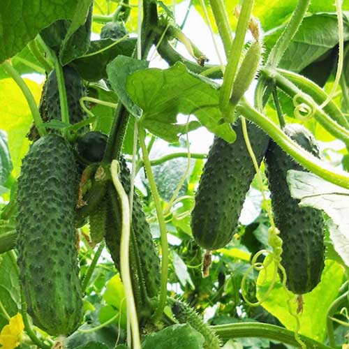 Огурец Преданность F1 Уральский дачник артикул фото 1 Огурец Преданность F1 Уральский дачник изображение 1 артикул 74196