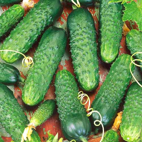 Огурец Престиж F1 Седек изображение 1 артикул 71636