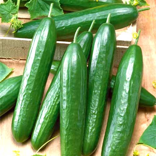 Огурец Принц Микс F1 изображение 1 артикул 65039