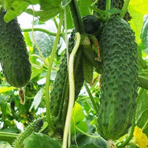 Огурец Пучковое великолепие F1 Уральский дачник изображение 1 артикул 74197