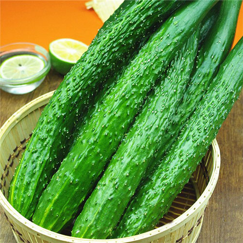 Огурец Щука F1 Premium Seeds изображение 1 артикул 83797