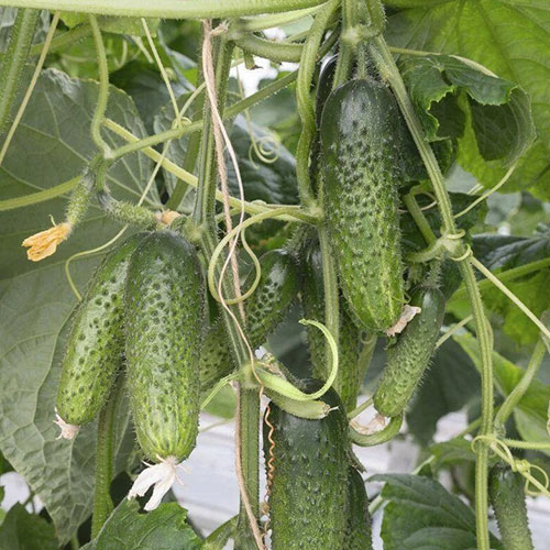 Огурец Семеро по лавкам F1 Premium Seeds изображение 1 артикул 83793