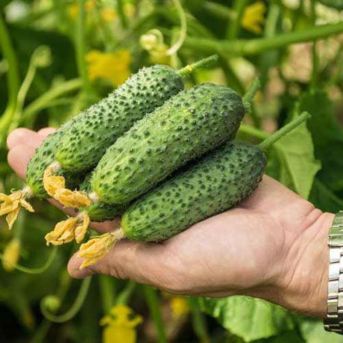 Огурец Сибирская грядка F1 изображение 1 артикул 71761