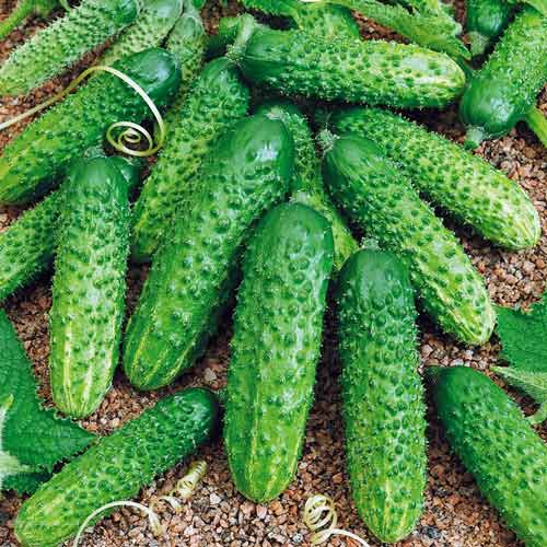 Огурец Сибирская тройка F1 изображение 1 артикул 71762