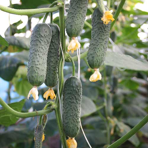 Огурец Сотник F1 изображение 1 артикул 69801