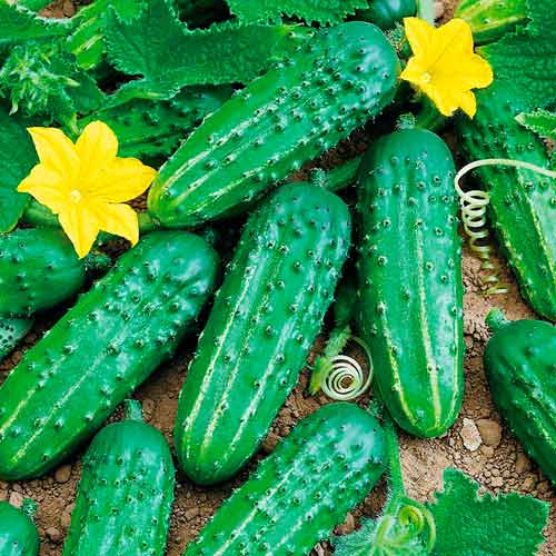 Огурец Старатель F1 изображение 1 артикул 71848