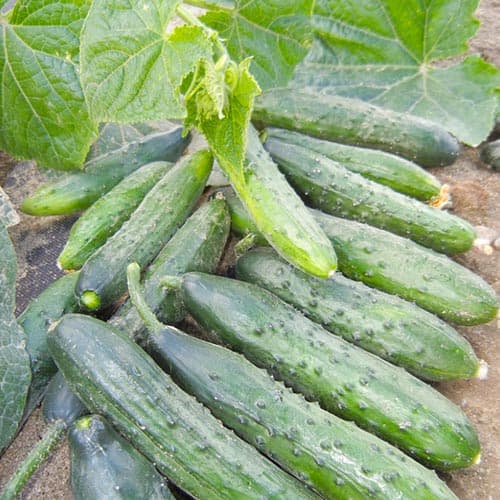 Огурец Старый Арбат F1 Уральский дачник изображение 1 артикул 94613