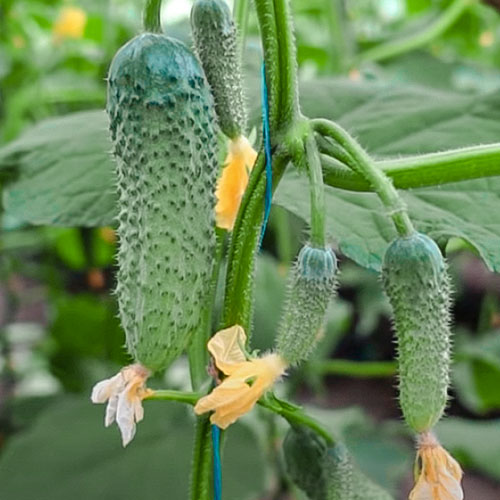 Огурец Сто пучков F1 Premium Seeds изображение 1 артикул 83794