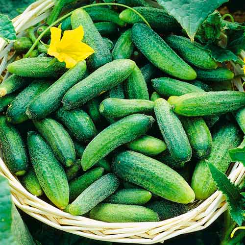 Огурец Уральская Дружная семейка F1 изображение 1 артикул 71849