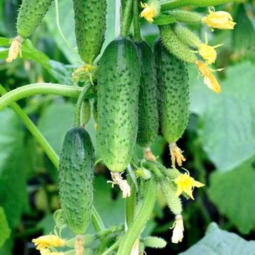 Огурец Верный дружок F1 артикул фото 1 Огурец Верный дружок F1 изображение 1 артикул 65125