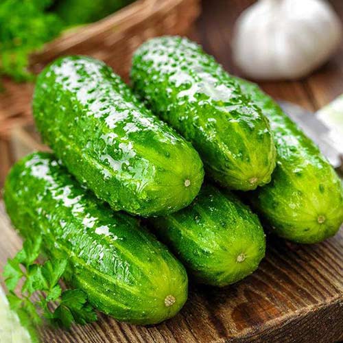 Огурец Сибирский вьюговей F1 Уральский дачник изображение 1 артикул 74193