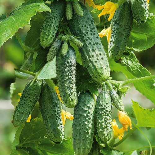 Огурец Залп Катюши F1 Premium Seeds изображение 1 артикул 83784