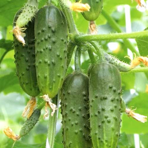 Огурец Зеленый поток F1, семена изображение 1 артикул 65929