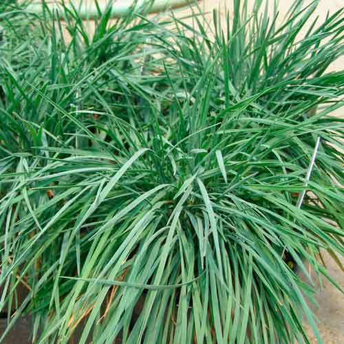 Ожика снежно-белая Люциус, семена изображение 1 артикул 66307