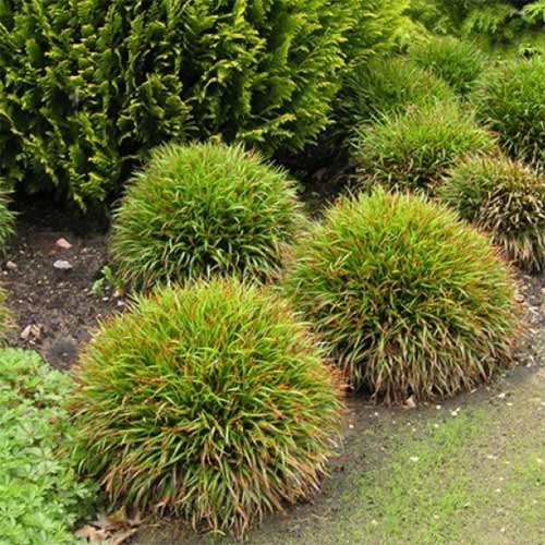 Ожика волосистая Игел изображение 1 артикул 01386