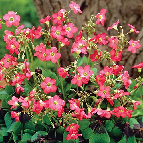 Оксалис Айрон Кросс изображение 1 артикул 67671