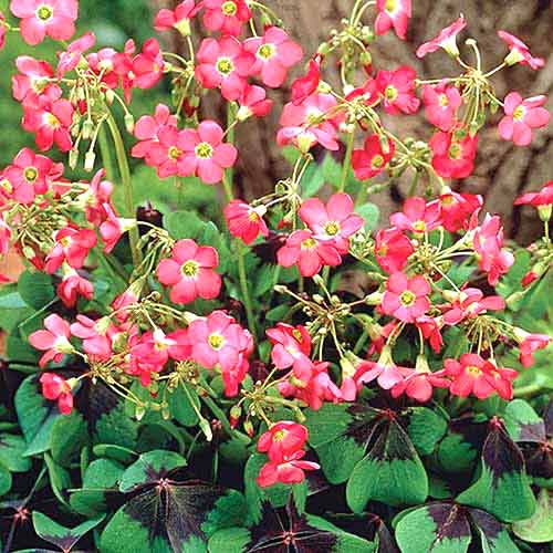 Оксалис (кислица) Айрон Кросс изображение 1 артикул 76481