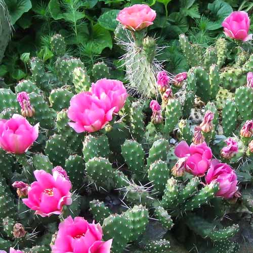 Опунция (зимостойкий кактус) изображение 1 артикул 68726