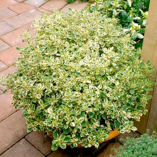 Орегано Кантри Крем артикул фото 1 Орегано Кантри Крем изображение 1 артикул 68669