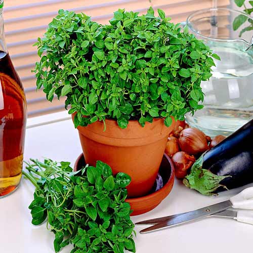 Орегано Пиканто изображение 1 артикул 74010