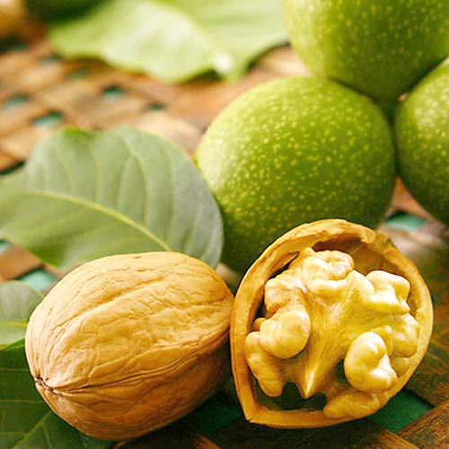 Орех грецкий Чандлер изображение 1 артикул 7434